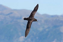 Westland petrel (Procellaria westlandica) in flight at sea, showing upperwing, with land in the background. Kaikoura, Canterbury, New Zealand, November. Vulnerable species.