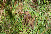 Adult female Brown quail (Coturnix ypsilophora) in long grass. Tiritiri Matangi Island, Auckland, New Zealand, January.