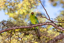 Adult Yellow-crowned parakeet (Cyanoramphus auriceps) perched in a tree, showing the yellowish belly and forehead. Hawdon Valley, Canterbury, New Zealand, January.
