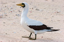 Adult Masked booby (Sula dactylatra) standing on a coral rubble shoreline. Wreck Reef, Great Barrier Reef, Australia. March.