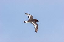 Antarctic petrel (Thalassoica antarctica) in fresh plumage against a blue sky, showing the upperwing. Drake Passage, South Atlantic. December.