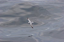 Antarctic fulmar (Fulmarus glacialoides) skimming over an oily sea, showing the upperwing. Drake Passage, South Atlantic. December.
