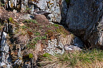 Two Light-mantled sooty albatross (Phoebetria palpebrata) sleeping whilst incubating eggs at their nests located on a cliff. Godthul Harbour, South Georgia, South Atlantic. December. Near threatened.