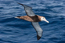 Juvenile wandering albatross, probably New Zealand albatross (Diomedea antipodensis) in flight over the sea, showing underwing. Off North Cape, New Zealand, April. Vulnerable species.
