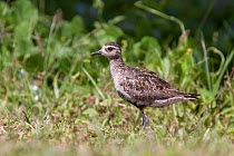 Adult Pacific golden plover (Pluvialis fulva) moulting from breeding plumage into non-breeding plumage at its wintering site in the South Pacific. Aitu, Cook Islands, South Pacific. November.