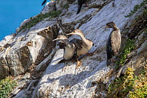 Two recently fledged juvenile Spotted shags (Phalacrocorax punctatus) beside an immature, at the breeding colony. Ohau Point, Canterbury, New Zealand, January.