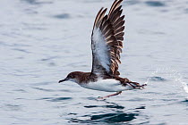 Fluttering shearwater (Puffinus gavia) taking off from the surface of the sea, showing the underwing and worn feathers at the end of the breeding season. Hauraki Gulf, Auckland, New Zealand, February.