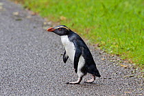Fiordland crested penguin (Eudyptes pachyrhynchus) crossing road heading back to sea. Jackson Bay, West Coast, New Zealand, February. Vulnerable species.