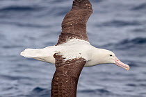 Adult Northern Royal albatross (Diomedea sandfordi) in flight at sea, showing the upperwing pattern and black cutting edge on the bill diagnostic of Royal albatross. Off North Cape, New Zealand, April...