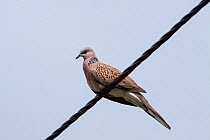 Adult Spotted dove (Streptopelia chinensis) perched on a powerline against a blue sky. Cairns, Queensland, Australia. April.