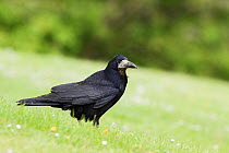 Immature Rook (Corvus frugilegus) with worn juvenile flight feathers, perched on the ground amongst short grass. Reading, United Kingdom. May.
