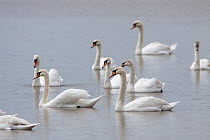 Group of Mute swans (Cygnus olor) swimming across a pond, most of them in eclipse plumage. First and third birds from the right are immatures, note the grey wash to the head. Coombe Hill Meadows, Glou...