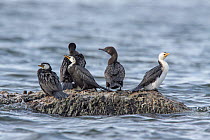 Mixed group of three adult Little pied cormorants (Phalacrocorax melanoleucos) and two adult little black cormorants (Phalacrocorax sulcirostris) perched on a rock. Lake Rotorua, Bay of Plenty, New Ze...