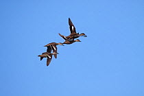 Small group of  Grey teal (Anas gracilis) in flight showing the distinctive wing pattern. Otaki, Wellington, New Zealand, August.