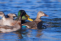 Two male Mallards (Anas platyrhynchos) chasing a female during courtship. Waikanae Estuary, Wellington, New Zealand, August. Introduced species in New Zealand.