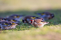A 'charm' of European goldfinches (Carduelis carduelis) feeding on on seeds amongst short grass. Waikanae Estuary, Wellington, New Zealand, August. Introduced species in New Zealand.