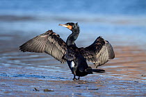 Adult Great comorant (Phalacrocorax carbo) in breeding plumage with wings oustretched drying. Waikanae Estuary, Wellington, New Zealand, August.