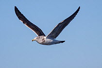 Immature Kelp gull (Larus dominicanus) in flight against a blue sky. This is a second year bird, moulting into adult plumage. At sea off Wanganui, New Zealand, August.