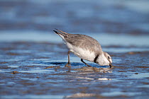 Adult female Wrybill (Anarhynchus frontalis) feeding with its uniquely curved bill (always to the right). Females have a narrower breast band and paler forehead than males. Manawatu Estuary, Manawatu,...