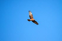 Juvenile Swamp harrier (Circus approximans) flying against a blue sky. Westshore Lagoons, Hawkes Bay, New Zealand, September.