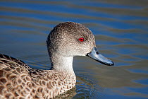 Adult Grey teal (Anas gracilis) closeup showing the bright red eye, suggestive that this bird is a male. Te Awanga Lagoon, Hawkes Bay, New Zealand, September.