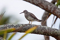 Adult Wandering tattler (Tringa incana) moulting out of breeding plumage, standing on the branch of a Pandanus bush. Henderson Island, Pitcairn Islands, South Pacific. September.