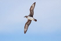 Intermediate morph adult Kermadec petrel (Pterodroma neglecta) flying against a blue sky, showing the underwing pattern. Ducie Island, Pitcairn Islands, South Pacific. November.