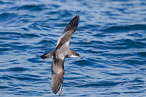 Buller's shearwater (Puffinus bulleri) in flight low over the sea, showing the upperwing pattern. Hauraki Gulf, Auckland, New Zealand, October. Vulnerable species.