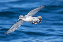Fairy prion (Pachyptila turtur) in flight low over the sea, showing underwing pattern. Hauraki Gulf, Auckland, New Zealand, October.