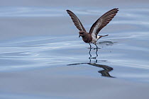 New Zealand storm-petrel (Oceanites maorianus) bouncing off the surface of the sea as it feeds. Hauraki Gulf, Auckland, New Zealand, October. Critically endangered.