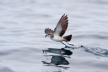 White-faced storm-petrel (Pelagodroma marina) skipping across the surface of the water as it feeds. Hauraki Gulf, Auckland, New Zealand, October.