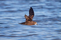 Adult Grey-faced petrel (Pterodroma gouldi) flying at sea, showing the pale face and underwing pattern. Hauraki Gulf, Auckland, New Zealand, October.