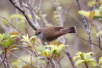 Adult female Grey warbler / Grey gerygone (Gerygone igata) perched in a small shrub searching for food. Tawharanui, Auckland, New Zealand, October.