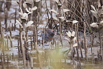 Adult Buff-banded rail (Gallirallus philippensis assimilis) skulking through the mangroves on the edge of tidal mudflats. Wenderholm Regional Park, Auckland, New Zealand, October.