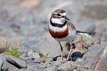 Breeding plumage male Banded dotterel / Double-banded plover (Charadrius bicinctus) amongst river stones. Ngaruroro River, Hawkes Bay, New Zealand, November.
