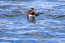 Fiordland crested penguin (Eudyptes pachyrhynchus) swimming at sea. Off Stewart Island, New Zealand, December. Vulnerable species.