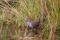 Adult Baillon's crake (Porzana pusilla affinis) creeping out through shallow water from the edge of the vegetation. Lake Benmore, Otago, New Zealand, December.