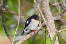 Juvenile male Tomtit (Petroica macrocephala) perched on a branch on the forest edge. Pitt Island, Chatham Islands, New Zealand, December.