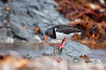 Chatham oystercatcher (Haematopus chathamensis) on a rocky shoreline. Maunganui Beach, Chatham Islands, New Zealand, December. Endangered species.