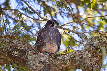 Recently fledged juvenile New Zealand falcon (Falco novaeseelandiae ferox) perched on a branch within the forest canopy. Boundary Stream Mainland Island, Hawkes Bay, New Zealand, January. Near threate...