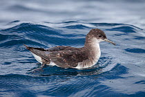 Fluttering shearwater (Puffinus gavia) sitting on the surface of the sea, undergoing post-breeding moult. Hauraki Gulf, Auckland, New Zealand, February.