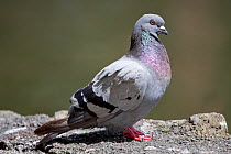 Feral pigeon (Columba livia) perched on a rock in the sun. Western Springs Park, Auckland, New Zealand, February.