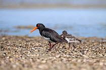 Adult Pied morph variable oystercatcher (Haematopus unicolor) with a chick on a shelly shore. Waipu Estuary, Northland, New Zealand, February.