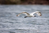 Juvenile Royal spoonbill (Platalea regia) with worn plumage and dark wing tips, in flight low over the water. Waikanae Estuary, Wellington, New Zealand, February.
