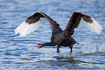 Black swan (Cygnus atratus) trying to take off by running along the water. Waikanae Estuary, Wellington, New Zealand, February.