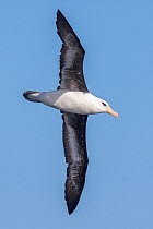 Adult Campbell albatross (Thalassarche impavida) in flight showing the underwing and diagnostic pale eye and orange bill. Off North Cape, New Zealand, April. Vulnerable species.
