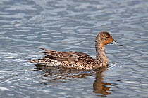 Female Northern pintail (Anas acuta) swimming on water. Anchorage, Alaska, United States. June.
