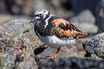 Adult male Turnstone (Arenaria interpres) in breeding plumage, resting on a rock on the shoreline. St Malo, Brittany, France. September.
