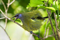Adult male Bellbird (Anthornis melanura) perched on a branch and puffed up calling in an aggressive display. Tiritiri Matangi Island, Auckland, New Zealand, September.