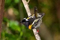Male Stitchbird (Notiomystis cincta) perched on a branch, with tail cocked in characteristic pose. Tiritiri Matangi Island, Auckland, New Zealand, September. Vulnerable species.